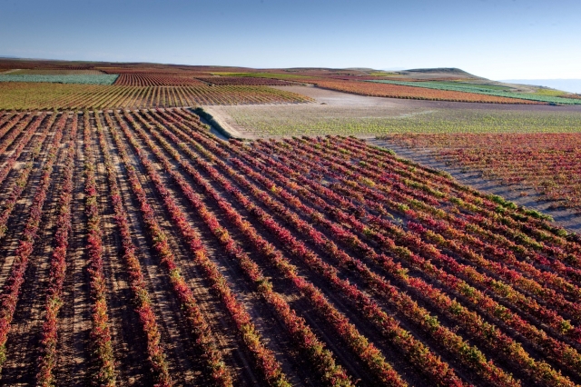  I vigneti 
