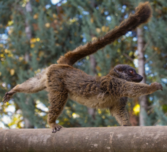 Diferentes especies en Fauna