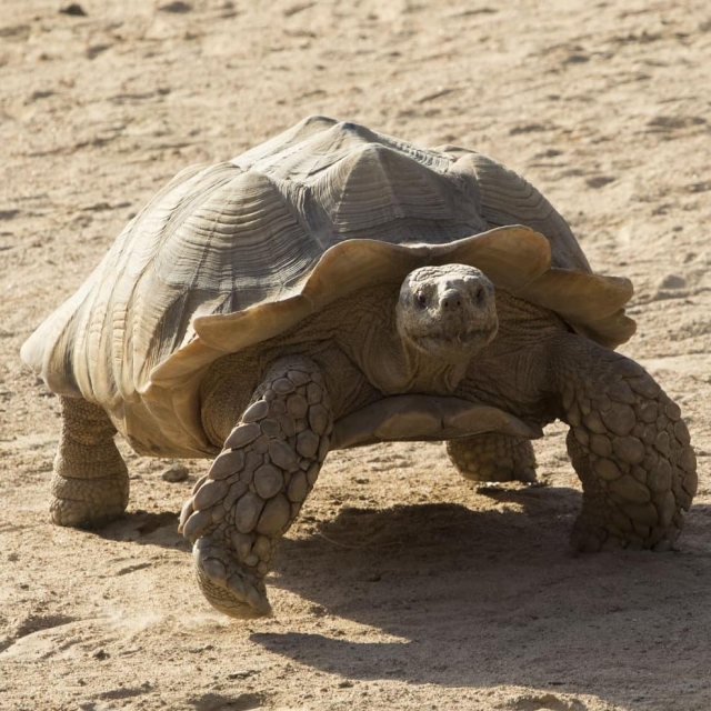  African spurred tortoise 