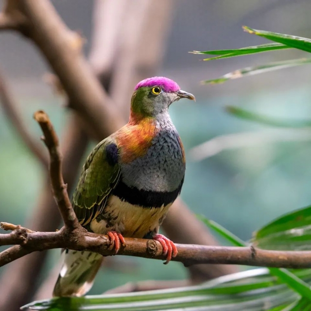  Zoo bird 
