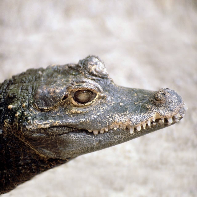  Space for reptiles 