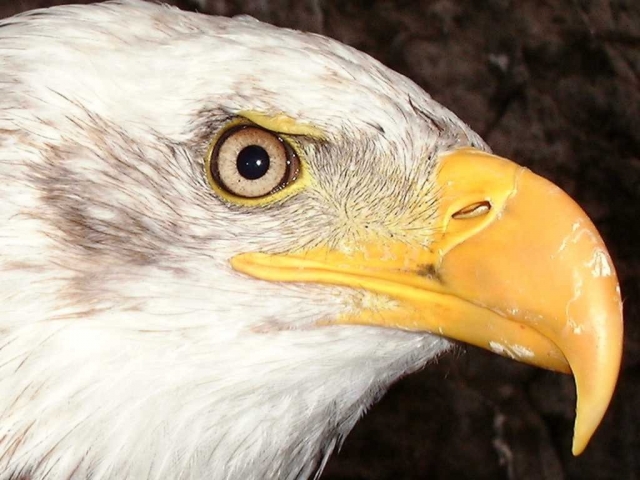 Haliaetus leucocephalus