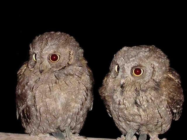 Otus Scops