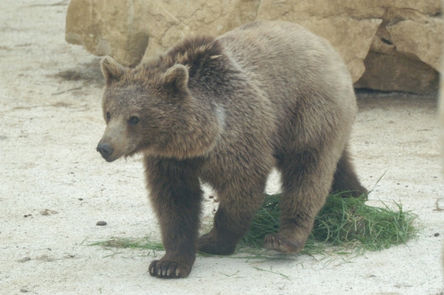 Brown Bear 