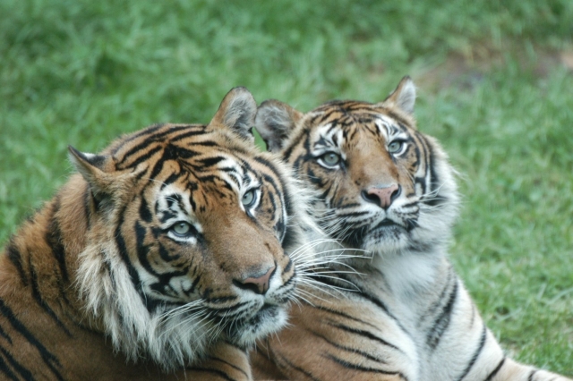 Sumatran Tigers 