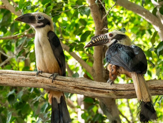 Aves muy curiosas