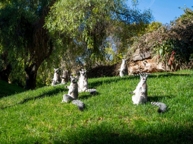 Grupo de lémures