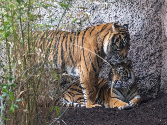 Pareja de tigres