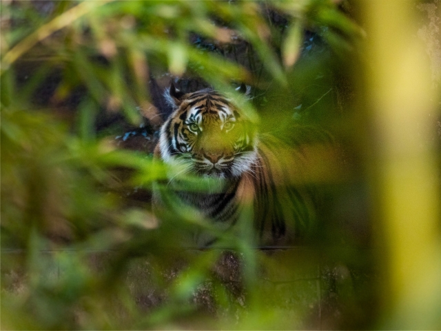 Tigre acechando