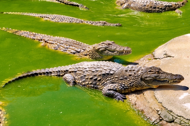  Crocodile in the lake 