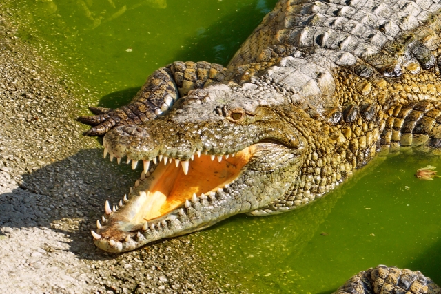  Fangs of our crocodile 