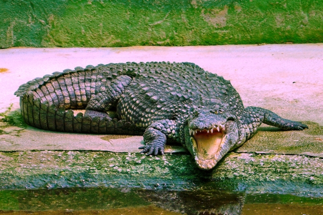  With its mouth open 