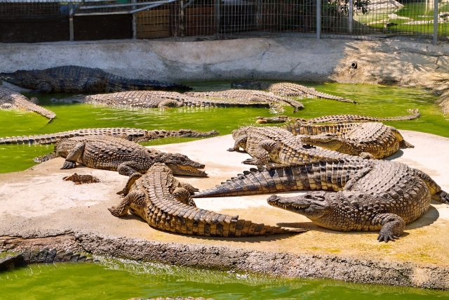  Unique creatures 