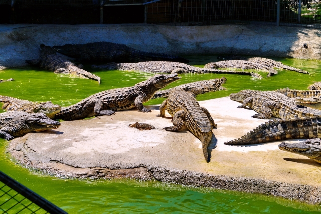  Crocodiles together 
