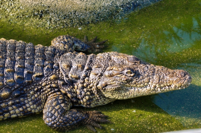  The scales 
