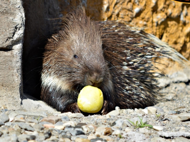  Porcupine eating 