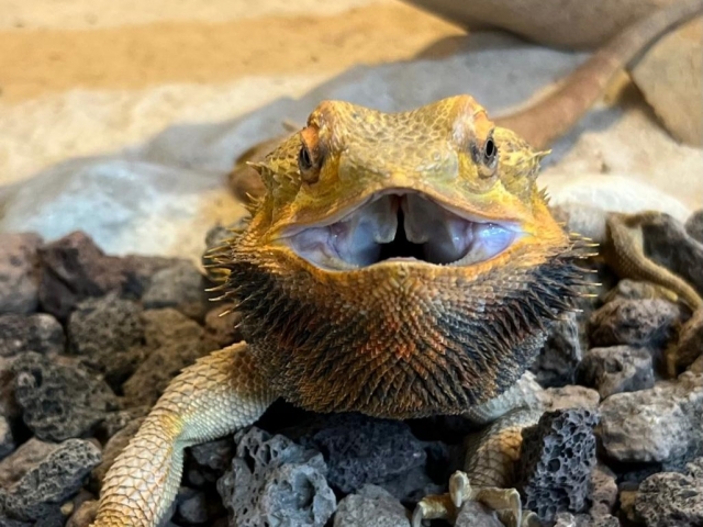  Crocodile Reptile Park