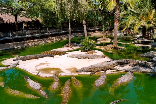  All the crocodiles together 