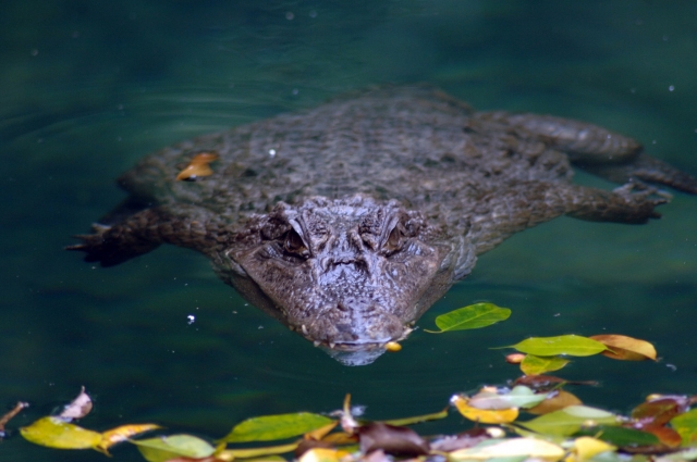  One of our crocodiles swimming 