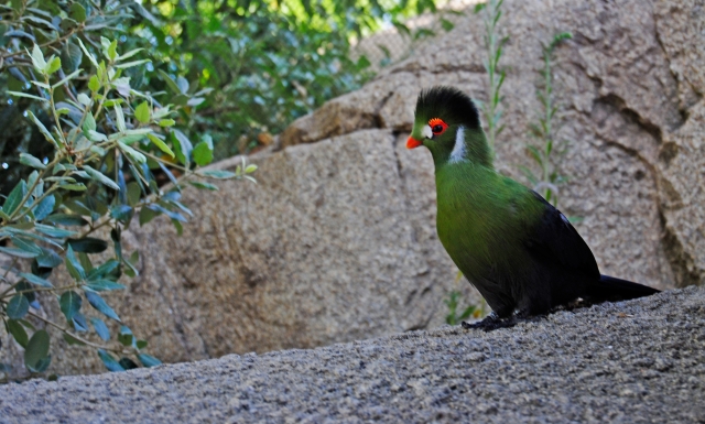 Aviario cariblanco