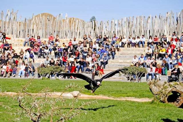 Exhibición de aves y mamíferos