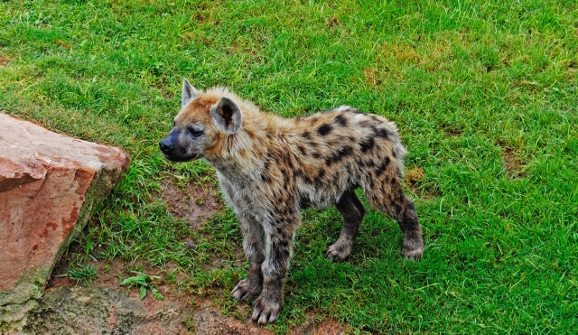Cachorro de hiena