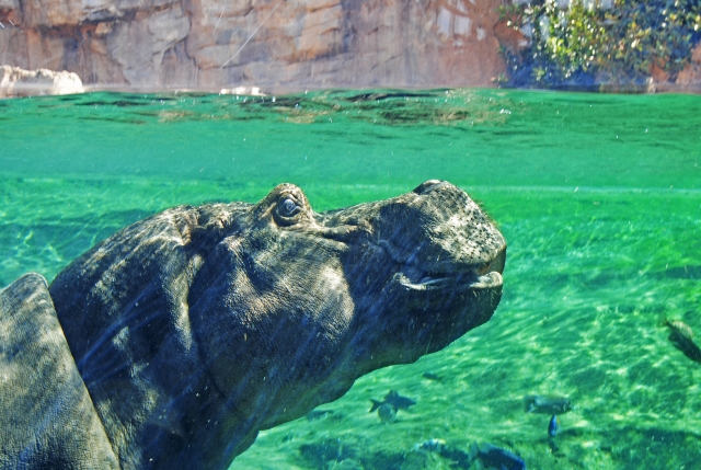 Hippopotamus