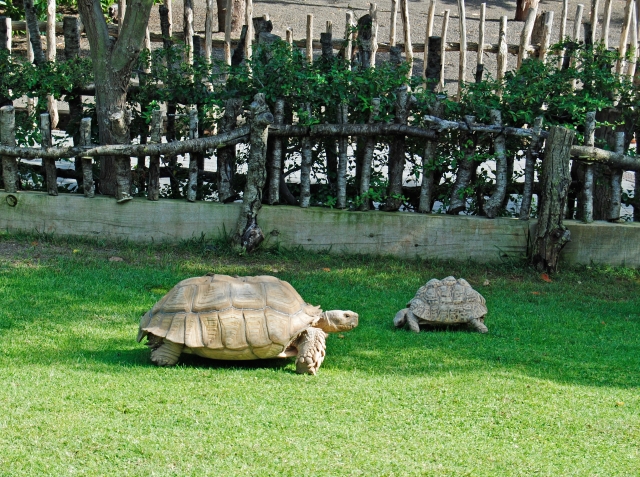 Tortugas