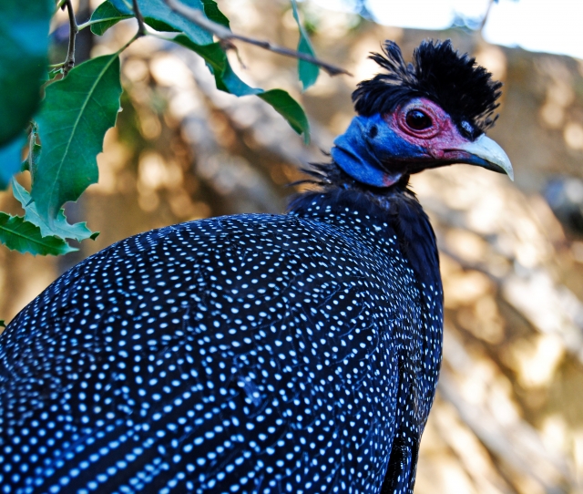 Kenya crested guineafowl