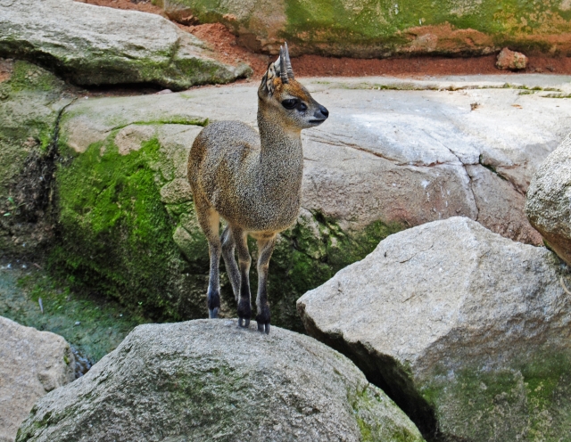 Klipspringer