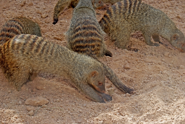 Mangostas rayadas