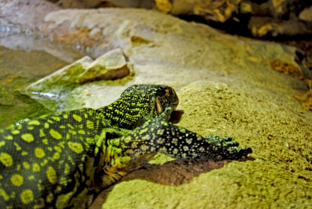Nile monitor