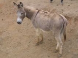 Burro africano