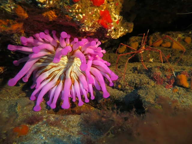 Bucea entre especies marinas