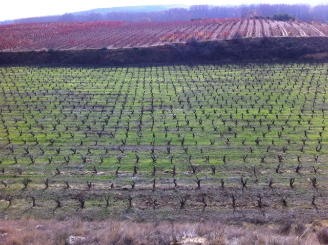  Itinerari in mountain bike attraverso i vigneti della Rioja 