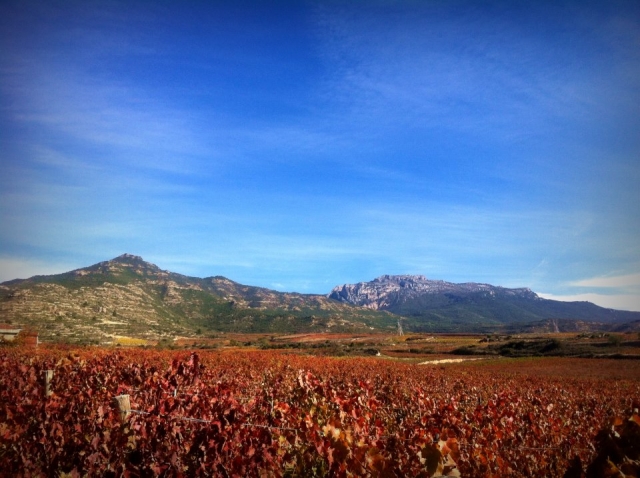  Vigneti della Rioja da cui si ottiene il prodotto di punta della regione 