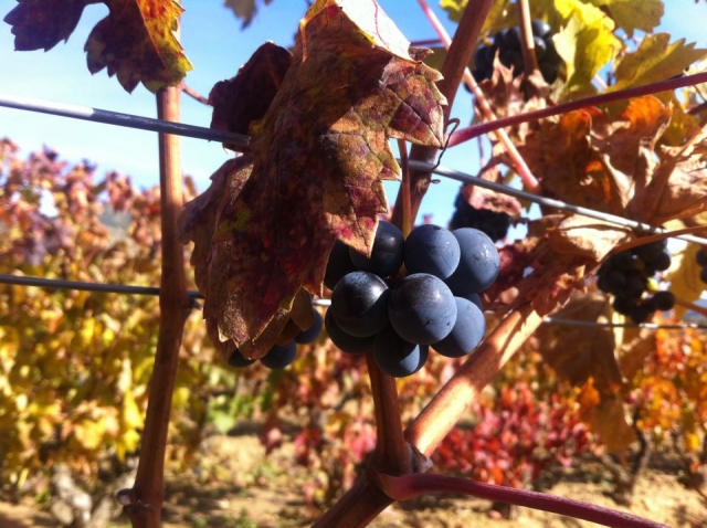  Impariamo il processo di produzione del vino della Rioja 