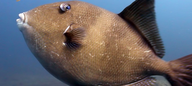 Peces.JPG
