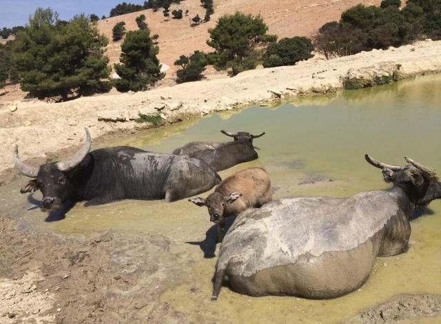 las mamas con sus crias
