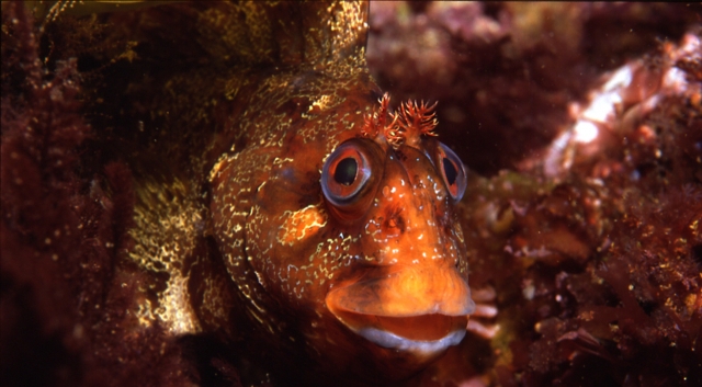 Labrido con cara de despistado