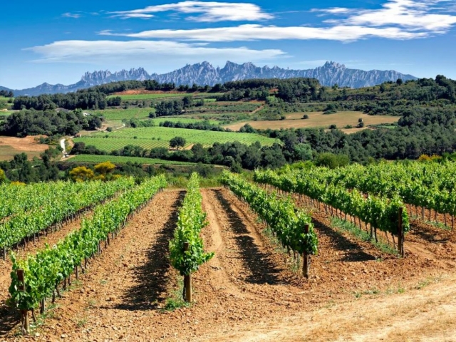 Vinedos en el Penedes