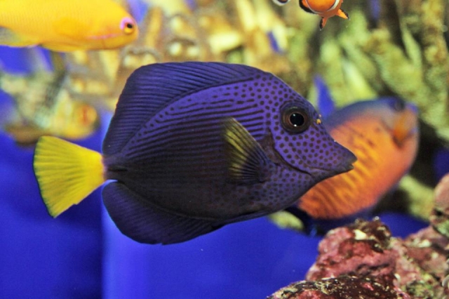 aquarium