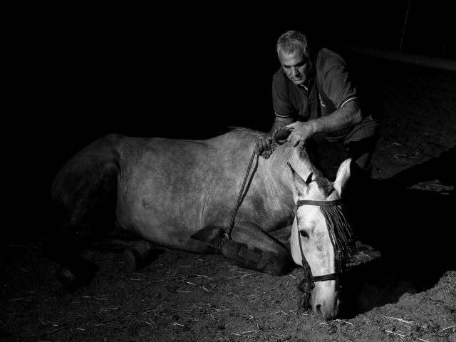 Relajación caballo
