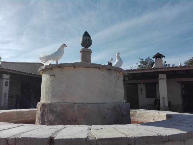 Palomas blancas