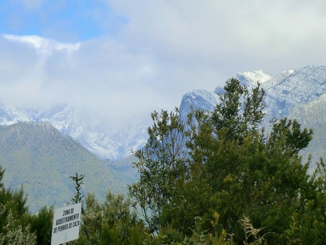  Cima e cime degli alberi 
