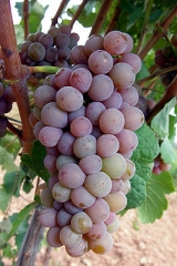 Diferentes tipos de uvas