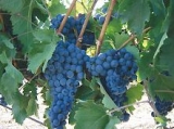 Selección de las mejores uvas