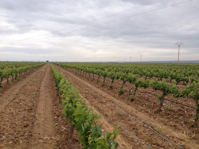 Nuestros vinedos