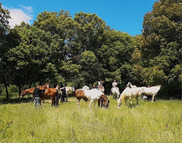 Caballos descansando en la ruta