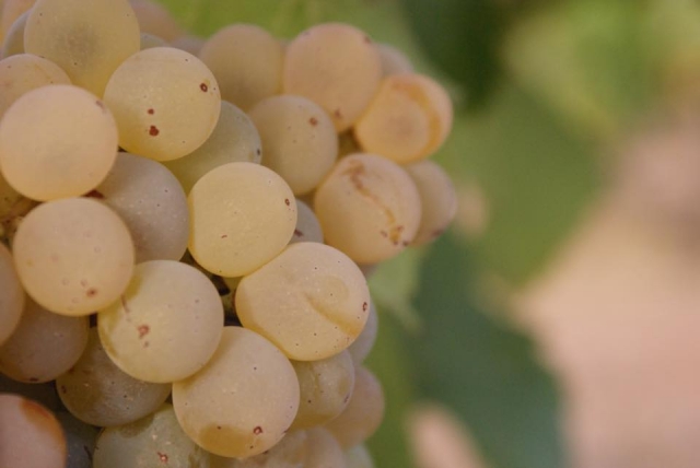  Weiße Grenache ist unsere Traube 